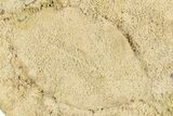 Fossil Leaves Preserved In Travertine - Austria #301612-1